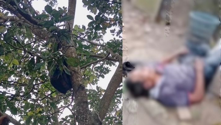 Kolase foto penampakan penampung buah alpokat di pohon samping rumah korban dan kondisi korban saat pertama kali ditemukan, Rabu 2 September 2026 | ist/Media Prioritastv.com.