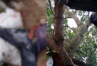 Kolase foto penampakan kondisi korban saat pertama kali ditemukan, Rabu 2 September 2026 dan terlihat tali dan tas penampung buah alpokat | ist/Media Prioritastv.com.