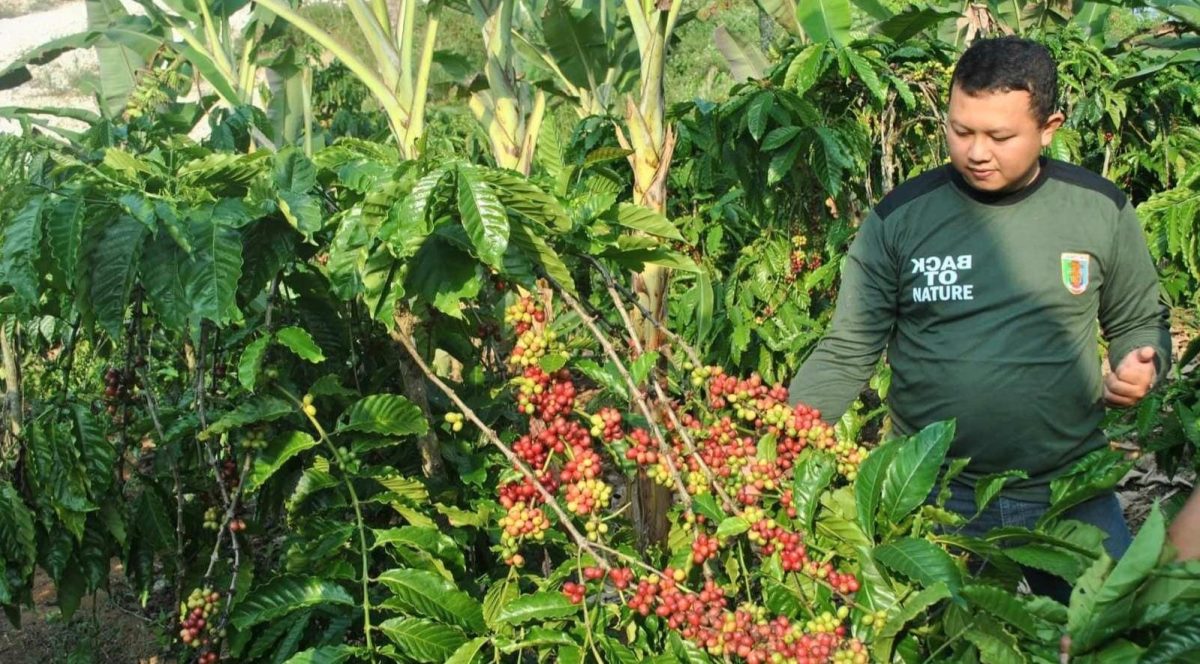 Kopi Tanggamus siap panen.
