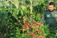 Kopi Tanggamus siap panen.