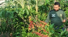 Kopi Tanggamus siap panen.