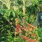 Kopi Tanggamus siap panen.