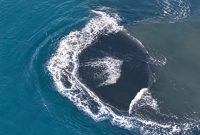 Daratan baru di antara Gunung Anak Krakatau dan Pulau Sertung yang videonya viral.
