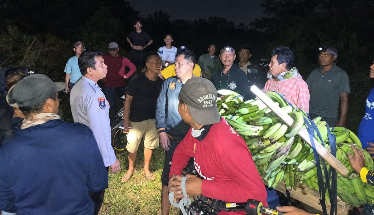 Proses evakuasi terduga pelaku dan barang bukti pencurian 11 tandan pisang tanduk di Dusun Kebon 9 Pekon Tanjung Anom, Kota Agung Timur, Tanggamus, Selasa 29 September 2026, malam | Dok. Humas Polres Tanggamus.