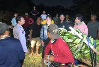 Proses evakuasi terduga pelaku dan barang bukti pencurian 11 tandan pisang tanduk di Dusun Kebon 9 Pekon Tanjung Anom, Kota Agung Timur, Tanggamus, Selasa 29 September 2026, malam | Dok. Humas Polres Tanggamus.