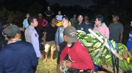 Proses evakuasi terduga pelaku dan barang bukti pencurian 11 tandan pisang tanduk di Dusun Kebon 9 Pekon Tanjung Anom, Kota Agung Timur, Tanggamus, Selasa 29 September 2026, malam | Dok. Humas Polres Tanggamus.
