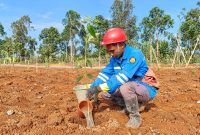Warga dalam binaan PT Star Energy saat melakukan penanaman pohon di wilayah Lampung Barat, Minggu 18 Oktober 2026 | Kamto Winendra/Media Prioritastv.com.